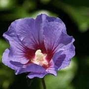 ヒメ日記 2025/09/12 07:01 投稿 しおり TALENT（タレント）