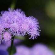 ヒメ日記 2025/09/15 08:24 投稿 しおり TALENT（タレント）