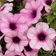 ヒメ日記 2025/09/27 09:00 投稿 しおり TALENT（タレント）