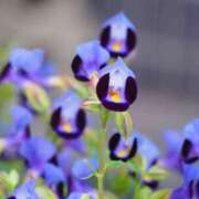 ヒメ日記 2025/09/30 19:36 投稿 しおり TALENT（タレント）