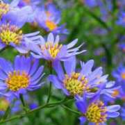 ヒメ日記 2025/09/30 20:17 投稿 しおり TALENT（タレント）