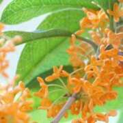 ヒメ日記 2025/10/02 07:02 投稿 しおり TALENT（タレント）