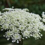 ヒメ日記 2025/10/05 06:53 投稿 しおり TALENT（タレント）