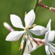 ヒメ日記 2025/10/09 07:02 投稿 しおり TALENT（タレント）