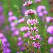 ヒメ日記 2025/10/12 10:09 投稿 しおり TALENT（タレント）