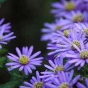 ヒメ日記 2025/10/15 10:24 投稿 しおり TALENT（タレント）