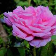 ヒメ日記 2025/10/17 09:15 投稿 しおり TALENT（タレント）