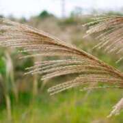 ヒメ日記 2025/10/23 06:59 投稿 しおり TALENT（タレント）