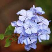 ヒメ日記 2025/10/24 10:53 投稿 しおり TALENT（タレント）