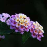 ヒメ日記 2025/10/28 10:55 投稿 しおり TALENT（タレント）