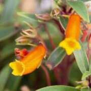 ヒメ日記 2025/10/31 19:14 投稿 しおり TALENT（タレント）