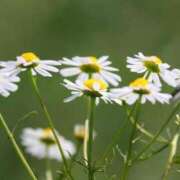 ヒメ日記 2025/11/05 23:42 投稿 しおり TALENT（タレント）