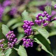 ヒメ日記 2025/11/06 06:50 投稿 しおり TALENT（タレント）