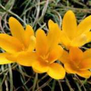 ヒメ日記 2025/11/09 09:20 投稿 しおり TALENT（タレント）