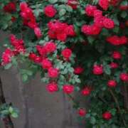 ヒメ日記 2025/11/10 09:41 投稿 しおり TALENT（タレント）