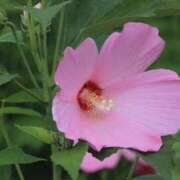 ヒメ日記 2025/11/11 15:22 投稿 しおり TALENT（タレント）