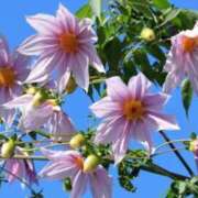 ヒメ日記 2025/11/15 11:47 投稿 しおり TALENT（タレント）