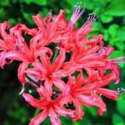 ヒメ日記 2025/11/18 14:38 投稿 しおり TALENT（タレント）