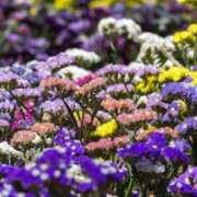 ヒメ日記 2025/11/20 14:19 投稿 しおり TALENT（タレント）