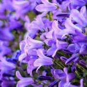 ヒメ日記 2025/11/27 22:50 投稿 しおり TALENT（タレント）