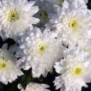 ヒメ日記 2025/11/28 17:24 投稿 しおり TALENT（タレント）