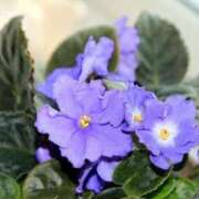 ヒメ日記 2025/11/28 19:30 投稿 しおり TALENT（タレント）