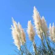 ヒメ日記 2025/11/28 23:45 投稿 しおり TALENT（タレント）