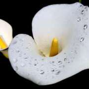 ヒメ日記 2025/11/29 00:48 投稿 しおり TALENT（タレント）