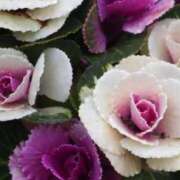 ヒメ日記 2025/11/29 20:13 投稿 しおり TALENT（タレント）