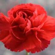 ヒメ日記 2025/12/06 14:54 投稿 しおり TALENT（タレント）