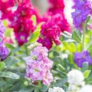 ヒメ日記 2025/12/09 02:19 投稿 しおり TALENT（タレント）