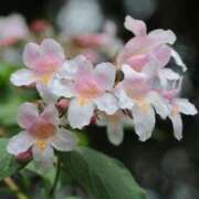 ヒメ日記 2025/12/09 11:12 投稿 しおり TALENT（タレント）