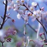 ヒメ日記 2025/03/16 02:41 投稿 新人・若菜(わかな) グランドオペラ福岡