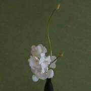 ヒメ日記 2025/03/19 16:12 投稿 新人・若菜(わかな) グランドオペラ福岡