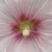 ヒメ日記 2025/03/26 00:21 投稿 新人・若菜(わかな) グランドオペラ福岡