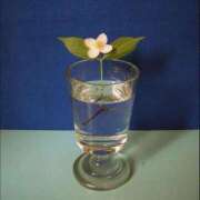 ヒメ日記 2025/03/30 20:31 投稿 新人・若菜(わかな) グランドオペラ福岡