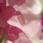 ヒメ日記 2025/03/31 17:31 投稿 新人・若菜(わかな) グランドオペラ福岡