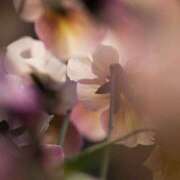 ヒメ日記 2025/03/31 20:02 投稿 新人・若菜(わかな) グランドオペラ福岡