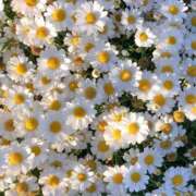 ヒメ日記 2025/04/25 17:02 投稿 新人・若菜(わかな) グランドオペラ福岡