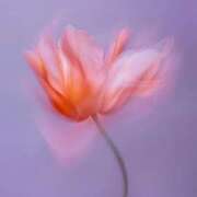 ヒメ日記 2025/04/26 01:21 投稿 新人・若菜(わかな) グランドオペラ福岡