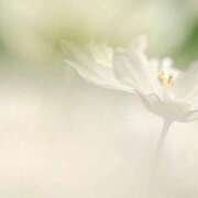 ヒメ日記 2025/04/26 14:21 投稿 新人・若菜(わかな) グランドオペラ福岡