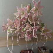 ヒメ日記 2025/05/03 18:51 投稿 新人・若菜(わかな) グランドオペラ福岡