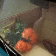 ヒメ日記 2025/06/11 10:01 投稿 新人・若菜(わかな) グランドオペラ福岡