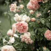 ヒメ日記 2025/06/20 23:20 投稿 新人・若菜(わかな) グランドオペラ福岡