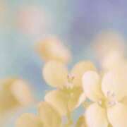 ヒメ日記 2025/07/03 10:34 投稿 新人・若菜(わかな) グランドオペラ福岡