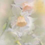 ヒメ日記 2025/07/03 19:25 投稿 新人・若菜(わかな) グランドオペラ福岡