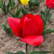 ヒメ日記 2025/04/14 09:52 投稿 安奈(あんな) カリビアンマッサージ 天使のゆびさき 岡山店