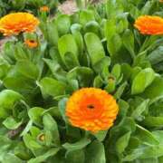 ヒメ日記 2025/04/17 09:54 投稿 安奈(あんな) カリビアンマッサージ 天使のゆびさき 岡山店