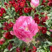 ヒメ日記 2025/04/21 09:58 投稿 安奈(あんな) カリビアンマッサージ 天使のゆびさき 岡山店