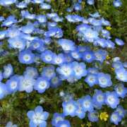 ヒメ日記 2025/04/24 16:28 投稿 安奈(あんな) カリビアンマッサージ 天使のゆびさき 岡山店